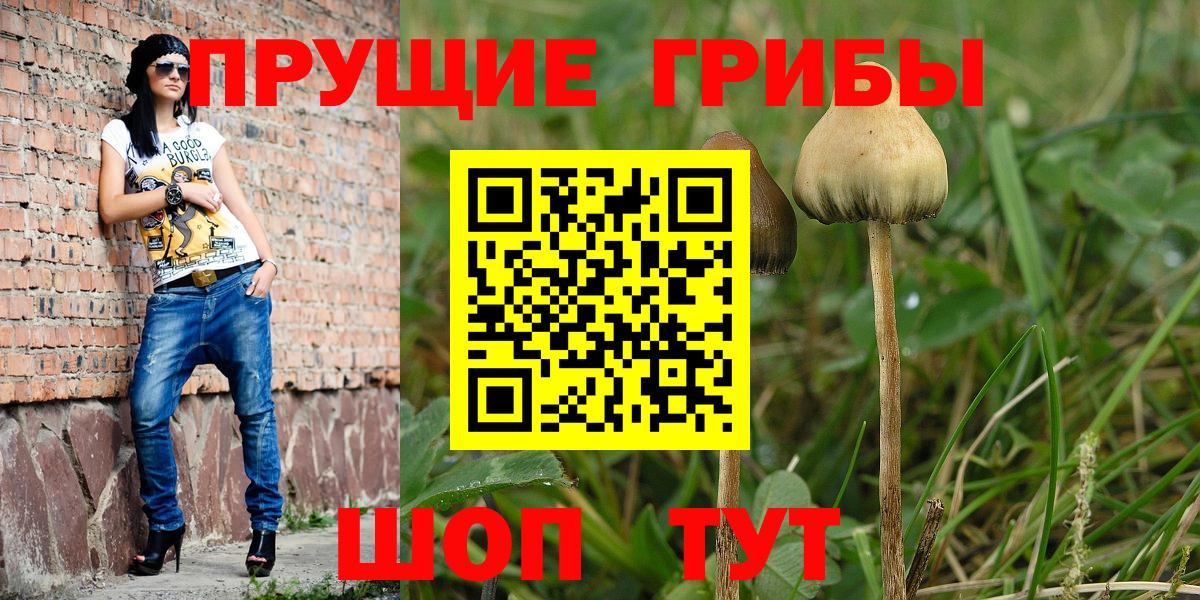 Псилоцибиновые грибы Psilocybe Армавир